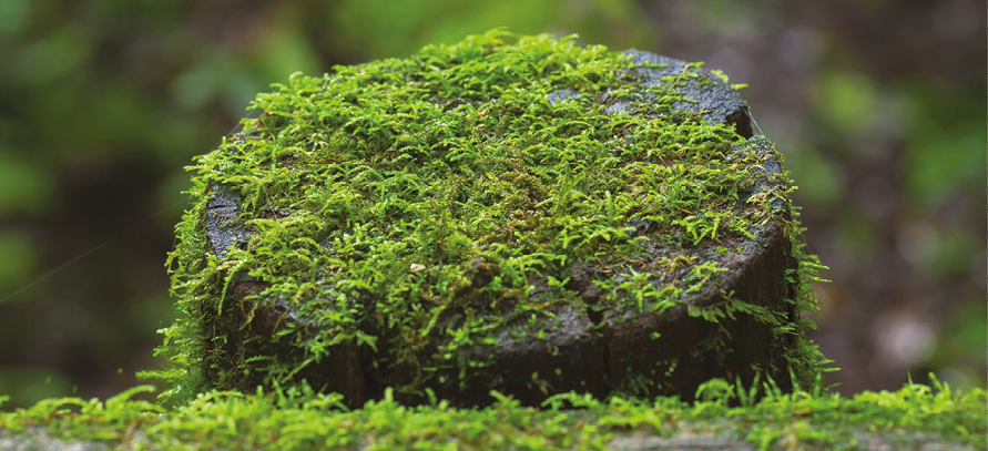 Fotografia. Uma pedra coberta por uma camada de musgos verdes.