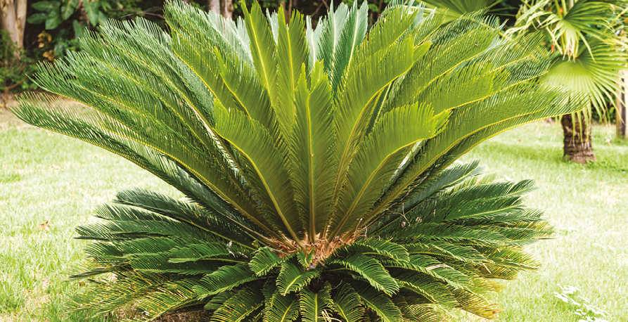 Fotografia. Planta com folhas longas e rígidas, compostas por folíolos pontiagudos.