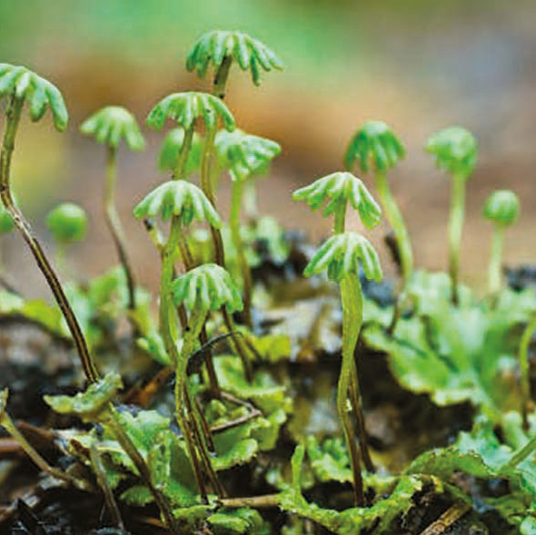 Fotografia. Pequena planta com filoides achatados próximos ao solo. Dos filoides saem pequenas hastes com estruturas verdes em forma de guarda-chuva na extremidade (estruturas reprodutivas).