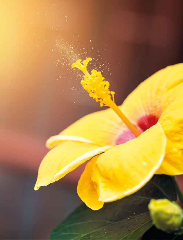 Fotografia. Flor amarela com anteras cheias de pó amarelo (pólen).