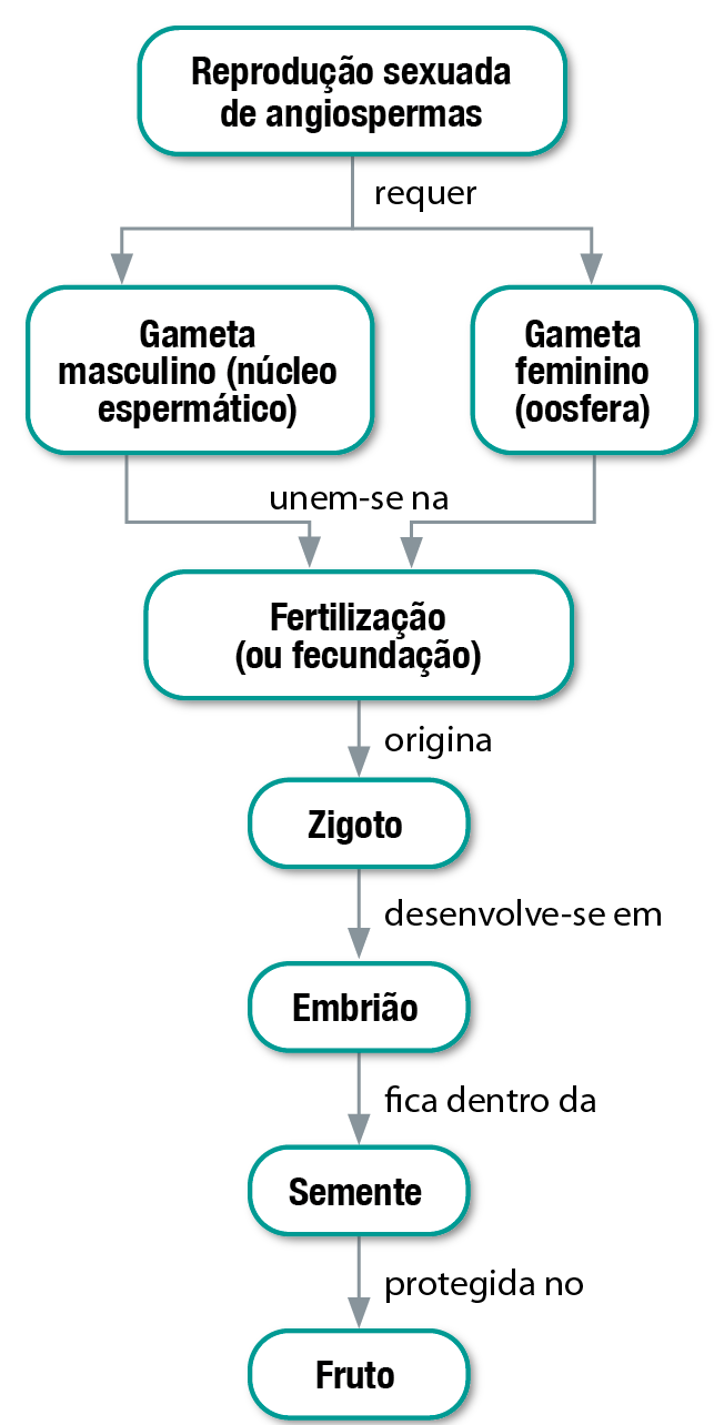 Fluxograma. Reprodução sexuada de angiospermas requer gameta masculino (núcleo espermático) e gameta feminino (oosfera), unem-se na fertilização (ou fecundação), origina o zigoto, desenvolve-se em embrião, fica dentro da semente protegida no fruto.