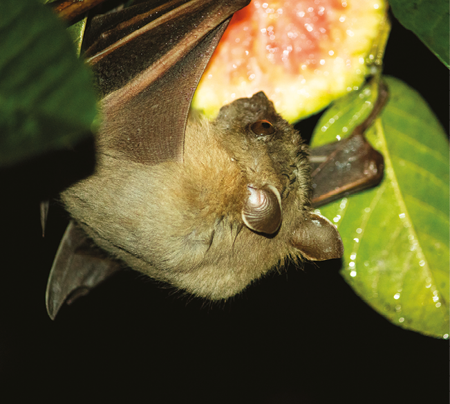 Fotografia. Um morcego pendurado em um galho se alimentando de um fruto.
