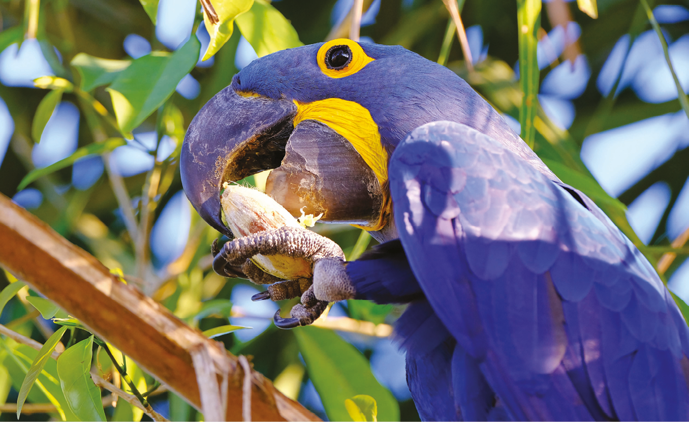 Fotografia. Uma arara-azul com um fruto no bico. Ela está empoleirada em um galho.