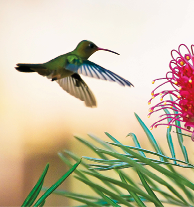 Fotografia. Um beija-flor com penas verdes e asas azuis voando próximo a uma flor.