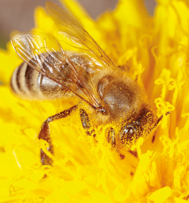 Fotografia. Uma abelha em uma flor com o corpo coberto por pó amarelo.
