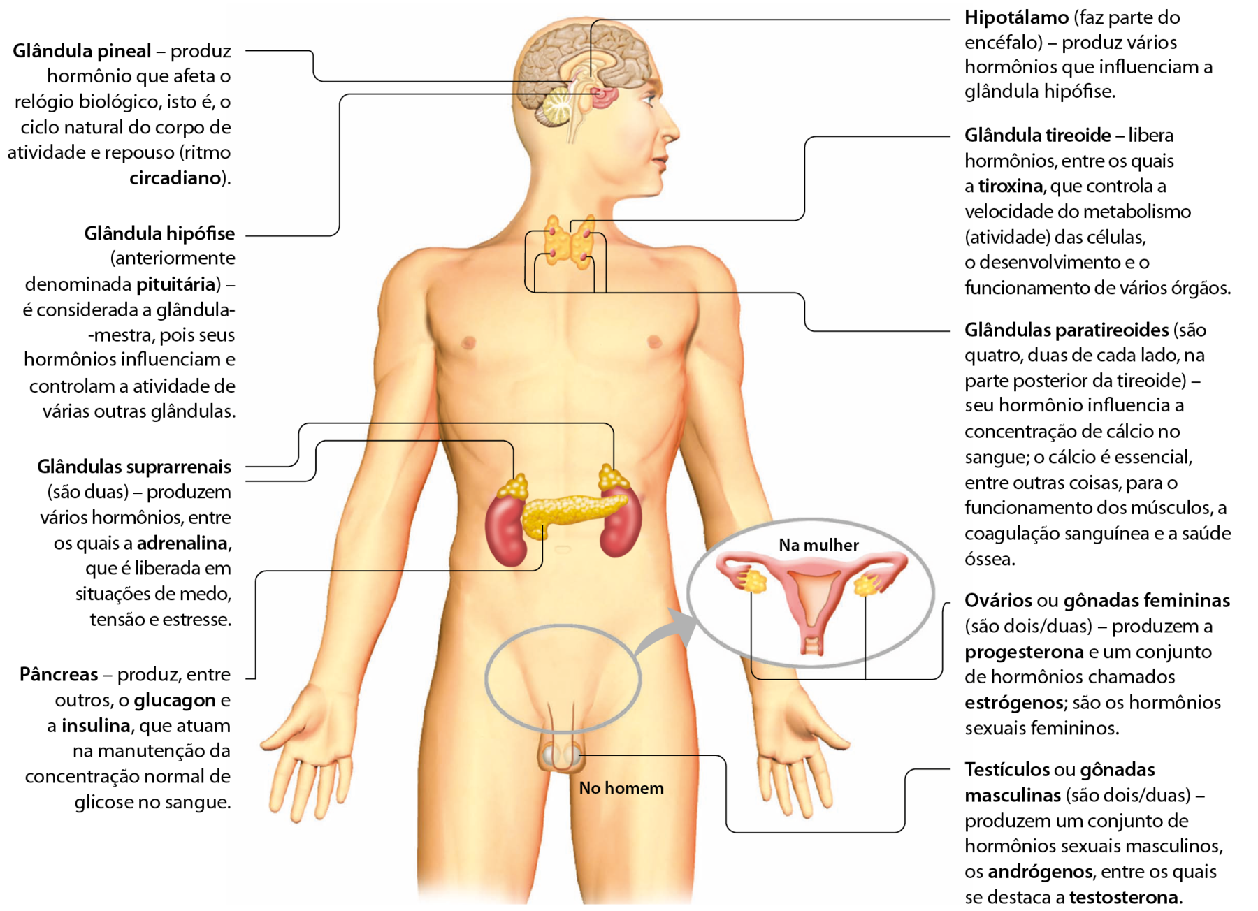 Esquema. Um homem nu com a cabeça virada para o lado. Dentro dele, alguns órgãos estão desenhados. Na cabeça. Glândula pineal – produz hormônio que afeta o relógio biológico, isto é, o ciclo natural do corpo de atividade e repouso (ritmo circadiano). Hipotálamo (faz parte do encéfalo) – produz vários hormônios que influenciam a glândula hipófise. Glândula hipó­fise (anteriormente denominada pituitária) – é considerada a glândula-mestra, pois seus hormônios infl­uenciam e controlam a atividade de várias outras glândulas. No pescoço. Glândula tireoide – libera hormônios, entre os quais a tiroxina, que controla a velocidade do metabolismo (atividade) das células, o desenvolvimento e o funcionamento de vários órgãos. Glândulas paratireoides (são quatro, duas de cada lado, na parte posterior da tireoide) – seu hormônio infl­uencia a concentração de cálcio no sangue; o cálcio é essencial, entre outras coisas, para o funcionamento dos músculos, a coagulação sanguínea e a saúde óssea. No abdômen. Glândulas suprarrenais (são duas) – produzem vários hormônios, entre os quais a adrenalina, que é liberada em situações de medo, tensão e estresse. Pâncreas – produz, entre outros, o glucagon e a insulina, que atuam na manutenção da concentração normal de glicose no sangue. Na região pélvica: No testículo. Testículos ou gônadas masculinas (são dois/duas) – produzem um conjunto de hormônios sexuais masculinos, os andrógenos, entre os quais se destaca a testosterona. Destaque para o desenho de parte do sistema genital da mulher. No ovário: Ovários ou gônadas femininas (são dois/duas) – produzem a progesterona e um conjunto de hormônios chamados estrógenos; são os hormônios sexuais femininos.