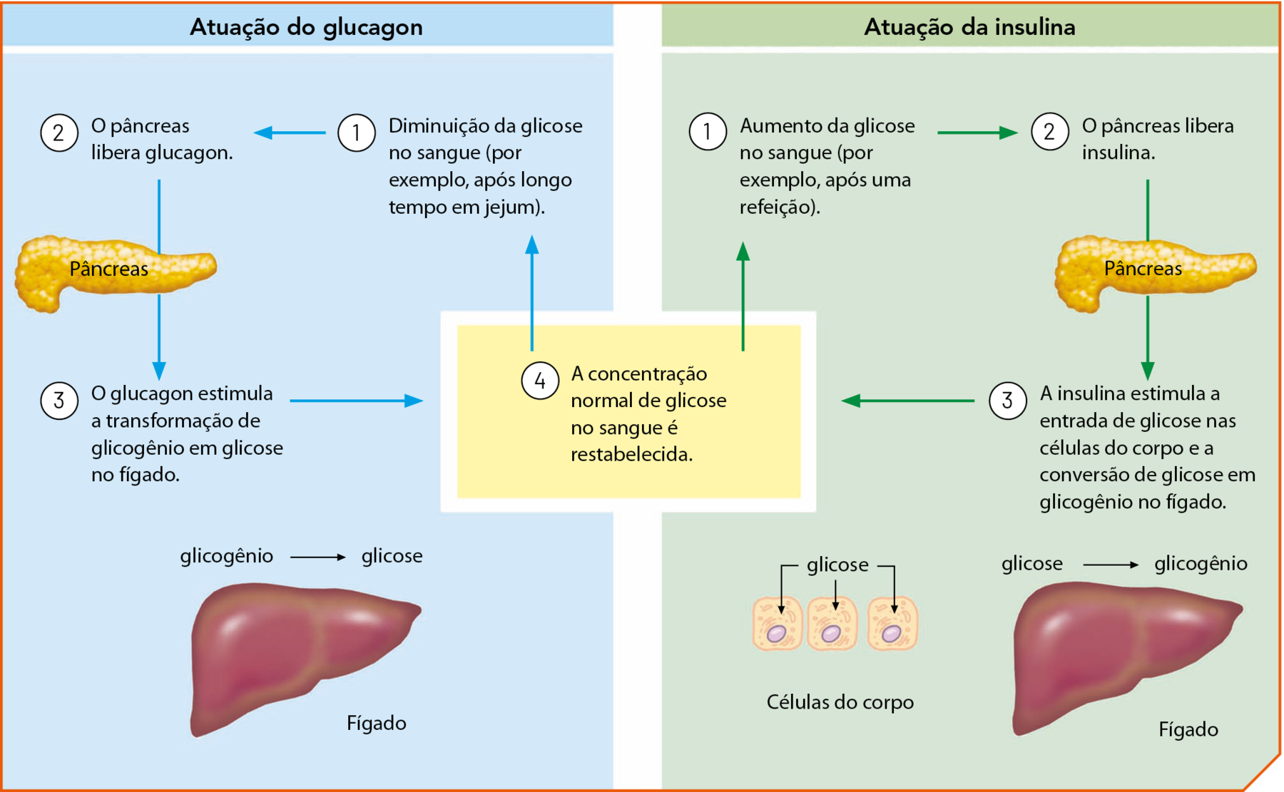 Esquema. Dois quadros, um de fundo azul indicando a atuação do glucagon e outro de fundo verde indicando a atuação da insulina. Atuação do glucagon. 1: Diminuição da glicose no sangue (por exemplo, após longo tempo em jejum). 2: O pâncreas libera glucagon. Ilustração de pâncreas. 3: O glucagon estimula a transformação de glicogênio em glicose no fígado. Ilustração de fígado. Glicogênio seta para: glicose. 4: A concentração normal de glicose no sangue é restabelecida. Atuação da insulina. 1: Aumento da glicose no sangue (por exemplo, após uma refeição). 2: O pâncreas libera insulina. Ilustração de pâncreas. 3: A insulina estimula a entrada de glicose nas células do corpo e a conversão de glicose em glicogênio no fígado. Ilustração de fígado. Glicose seta para: glicogênio. Ilustração de três células com setas indicando a entrada de glicose. 4: A concentração normal de glicose no sangue é restabelecida.