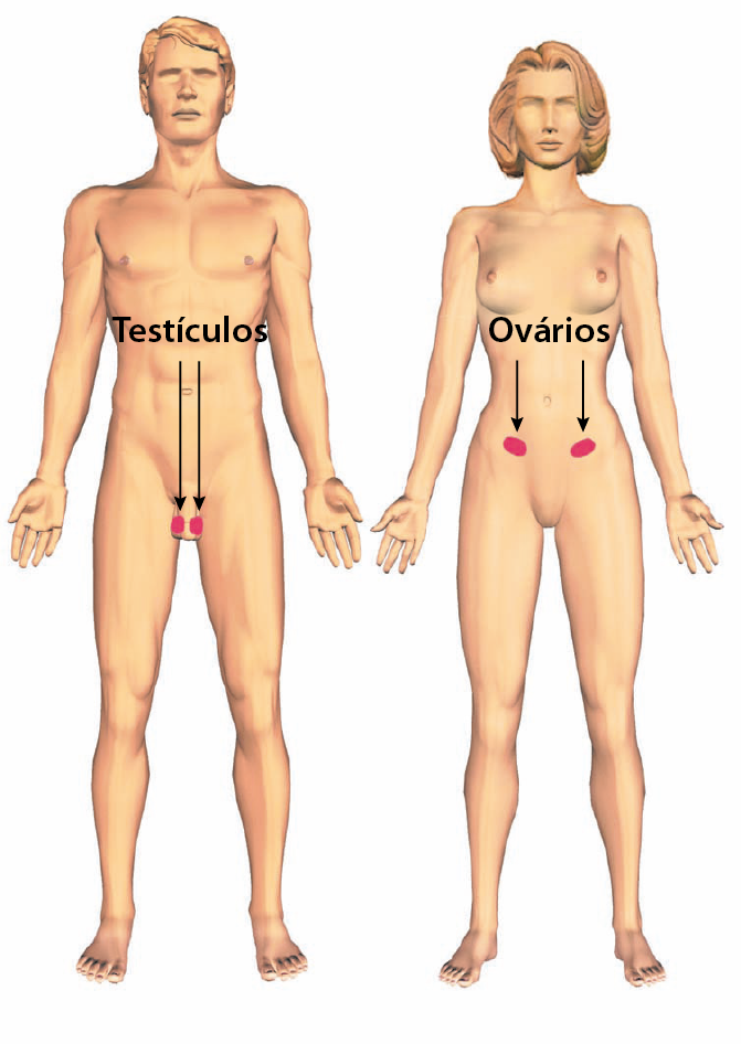 Esquema. Desenho de um homem e uma mulher de pé lado a lado, nus e com braços ao lado do corpo. Setas indicam os testículos do homem e os ovários da mulher.