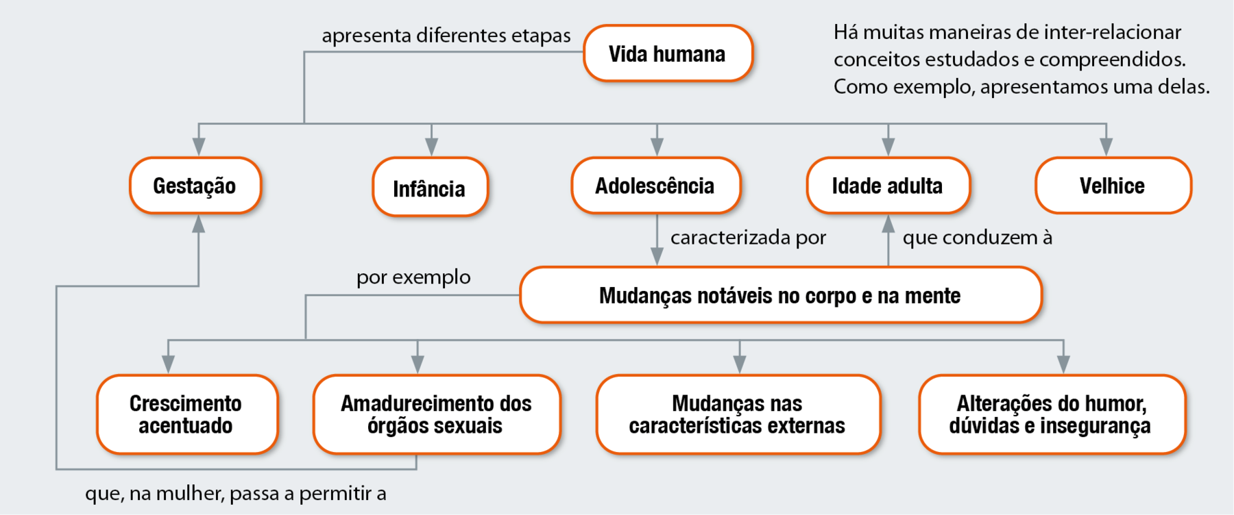 Fluxograma. Vida humana apresenta diferentes etapas: gestação, infância, adolescência, idade adulta e velhice. Adolescência caracterizada por mudanças notáveis no corpo e na mente, que conduzem à vida adulta. Mudanças notáveis no corpo e na mente por exemplo, crescimento acentuado, amadurecimento dos órgãos sexuais que, na mulher, passa a permitir a gestação, mudança nas características externas e alterações do humor, dúvidas e insegurança.