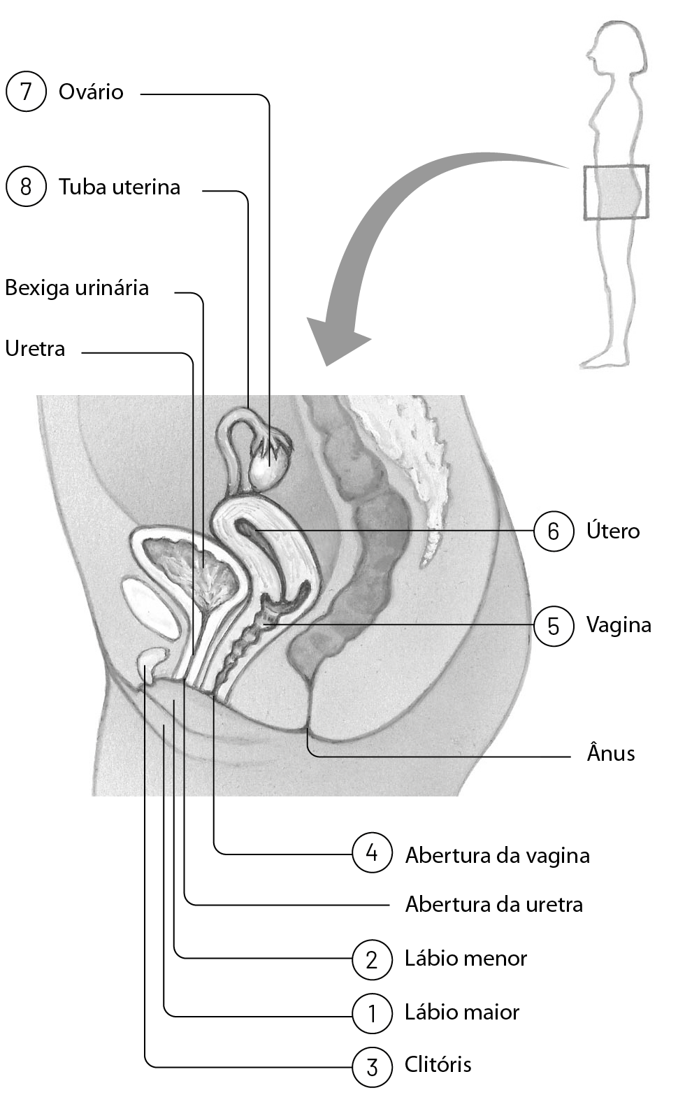 Esquema. Contorno de uma mulher de perfil. De sua região pubiana sai uma seta para o esquema do sistema genital. Linhas de chamada indicam as partes. Lábio maior (1), lábio menor (2), clitóris (3), abertura da vagina (4), ânus, vagina (5), útero (6), uretra, bexiga urinária, ovário (7), tuba uterina (8). Ânus, bexiga urinária, uretra e abertura da uretra também estão ilustrados. Ao lado, imagem frontal com linhas de chamada indicando: vagina, ovários, útero e tubas uterinas