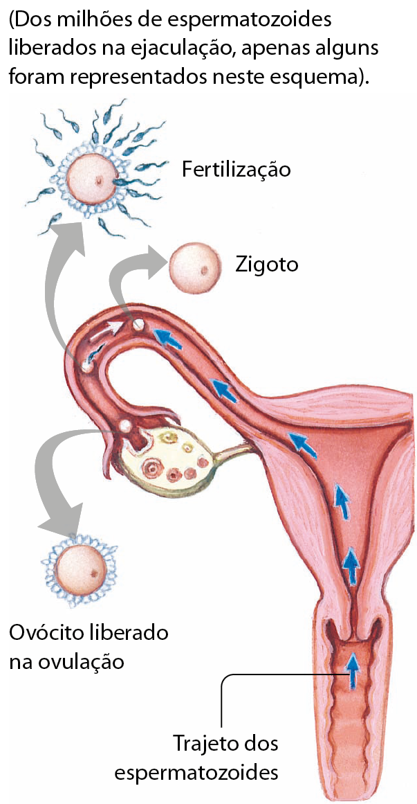 Esquema. Parte do sistema genital feminino. Setas indicam o trajeto dos espermatozoides desde a vagina, passando pelo útero e indo à tuba uterina. Na extremidade da tuba uterina, um ovário e seta indicando o ovócito liberado na ovulação. No interior da tuba uterina, seta indicando a fertilização e a formação do zigoto.