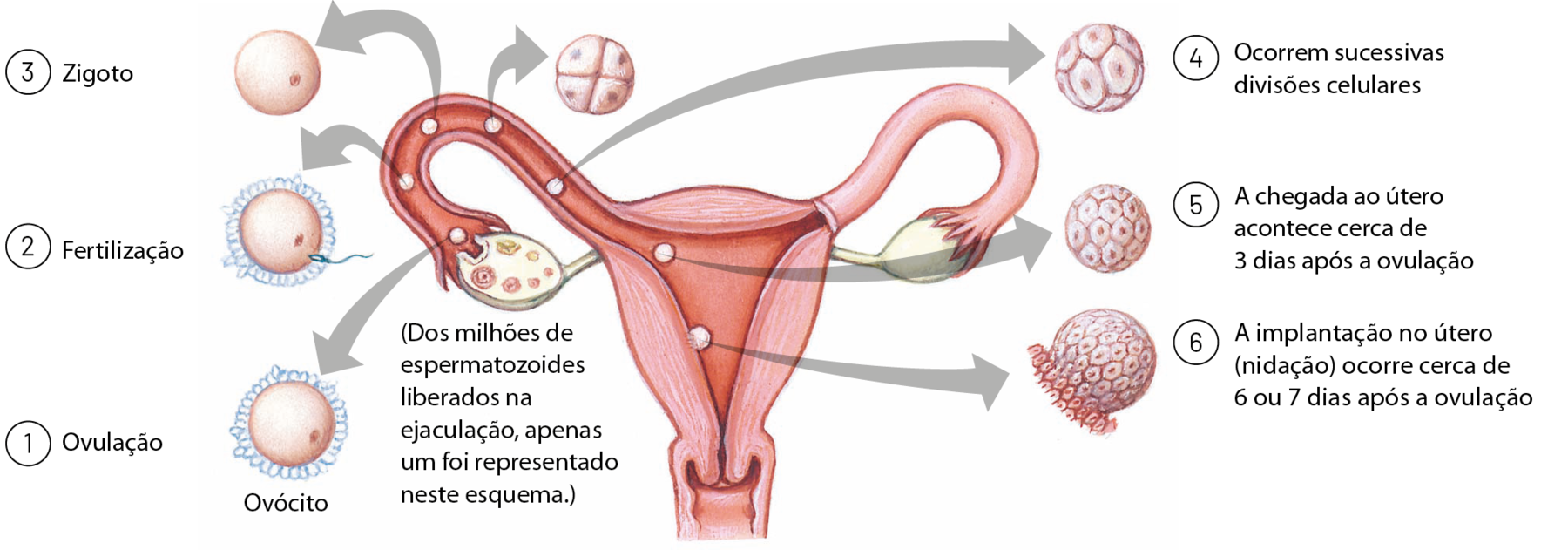 Esquema. Parte do sistema genital feminino. Ao redor, setas com as indicações das etapas da fertilização. (Dos milhões de espermatozoides liberados na ejaculação, apenas um foi representado neste esquema.) 1: Ovulação (do ovário para a extremidade da tuba uterina). 2: Fertilização (no interior da tuba uterina). 3: Zigoto (no interior da tuba uterina). 4: Ocorrem sucessivas divisões celulares (no interior da tuba uterina). 5: A chegada ao útero acontece cerca de 3 dias após a ovulação (na parte superior do útero). 6: a implantação no útero (nidação) ocorre cerca de 6 ou 7 dias após a ovulação (na parede uterina).