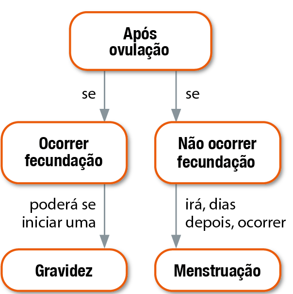 Fluxograma. Após ovulação, se ocorrer fecundação, poderá se iniciar uma gravidez. Após a ovulação, se não ocorrer fecundação, irá, dias depois, ocorrer menstruação.