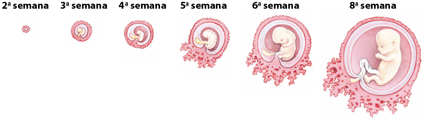 Ilustração. Sequência de imagens representando o crescimento de um feto, da segunda até a oitava semana. Na segunda semana, apenas um aglomerado de células, que cresce, se diferencia e toma forma até a oitava semana, onde tem um bebê dentro de uma bolsa repleta de líquido.