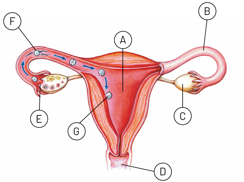 Esquema. Parte do sistema genital feminino com linhas de chamada com letras. órgão oco de paredes musculosas: A.  Tubo que sai de cada lado do órgão A: B. Órgão arredondado próximo à extremidade do tubo B: C. Canal que fica na base do órgão A: D. Liberação de um ovócito do ovário: E. Encontro do ovócito com espermatozoide: F. Zigoto na parede uterina: G.