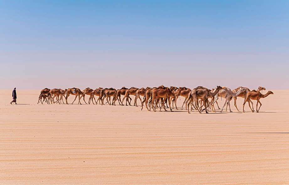 Fotografia. Um homem de preto andando atrás de uma fileira de camelos. Eles estão caminhando em um área com longa extensão de areia, sem plantas.