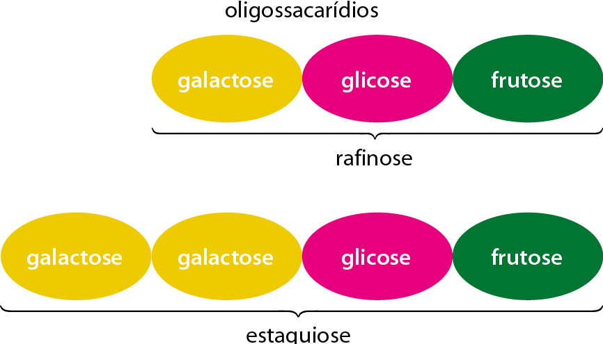 Esquema. Oligossacarídeos: Rafinose: Três formas ovaladas unidas, lado a lado: Amarelo: galactose, cor de rosa: glicose e verde: frutose. Estaquiose:  Quatro formas ovaladas unidas, lado a lado: amarelo: galactose, amarelo: galactose, cor de rosa: glicose e verde: frutose.