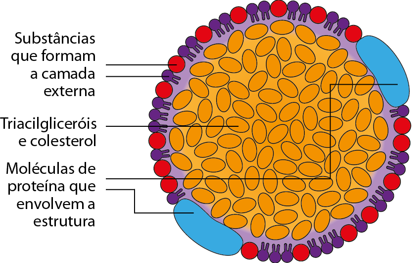 Ilustração. Estrutura circular com protuberâncias na superfície, as substâncias que formam a camada externa. Entre as protuberâncias, duas estruturas em formato ovalado e maiores que as demais: Moléculas de proteínas que envolvem a e estrutura. O interior da estrutura circular é preenchido com pequenas estruturas ovaladas:  triacilgliceróis e colesterol.