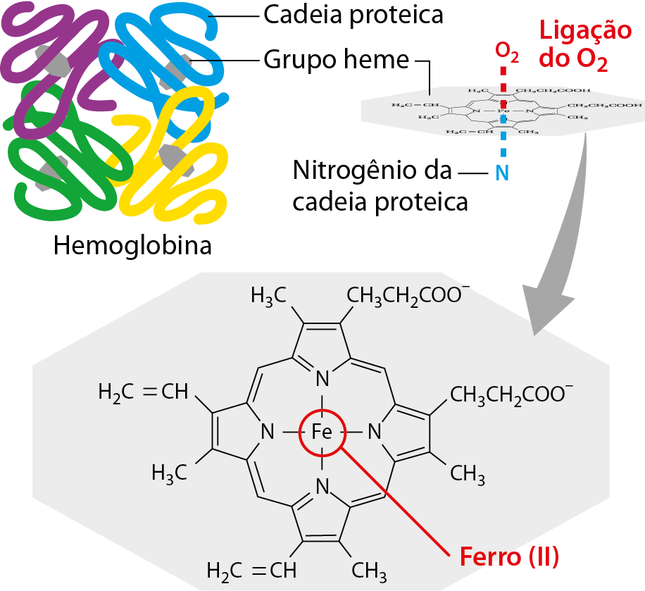 Ilustração. Hemoglobina: Um emaranhado de fios lilás, azul, verde e amarelo. Algumas formas ovaladas e cinzas entre o emaranhado. Do fio azul parte a informação: cadeia proteica. Da forma ovalada cinza, a informação: Grupo heme. Ao lado, a fórmula estrutural do grupo heme, com destaque para a ligação do ferro com o gás oxigênio e para a ligação do ferro com um nitrogênio da cadeia proteica. Abaixo a fórmula estrutural plana da hemoglobina, com destaque para o Ferro (II).