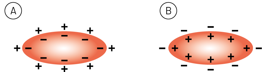 Ilustração. A. Estrutura oval com sinais de negativo dentro e sinais de positivo fora. B. Estrutura oval com sinais de positivo dentro e sinais de negativo fora.