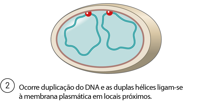 Ilustração. 2. Ocorre duplicação do DNA e as duplas hélices ligam-se à membrana plasmática em locais próximos. Estrutura oval. Em seu interior, duas linhas circulares irregulares, com duas bolinhas vermelhas que encostam na camada vermelha da forma ovalada.