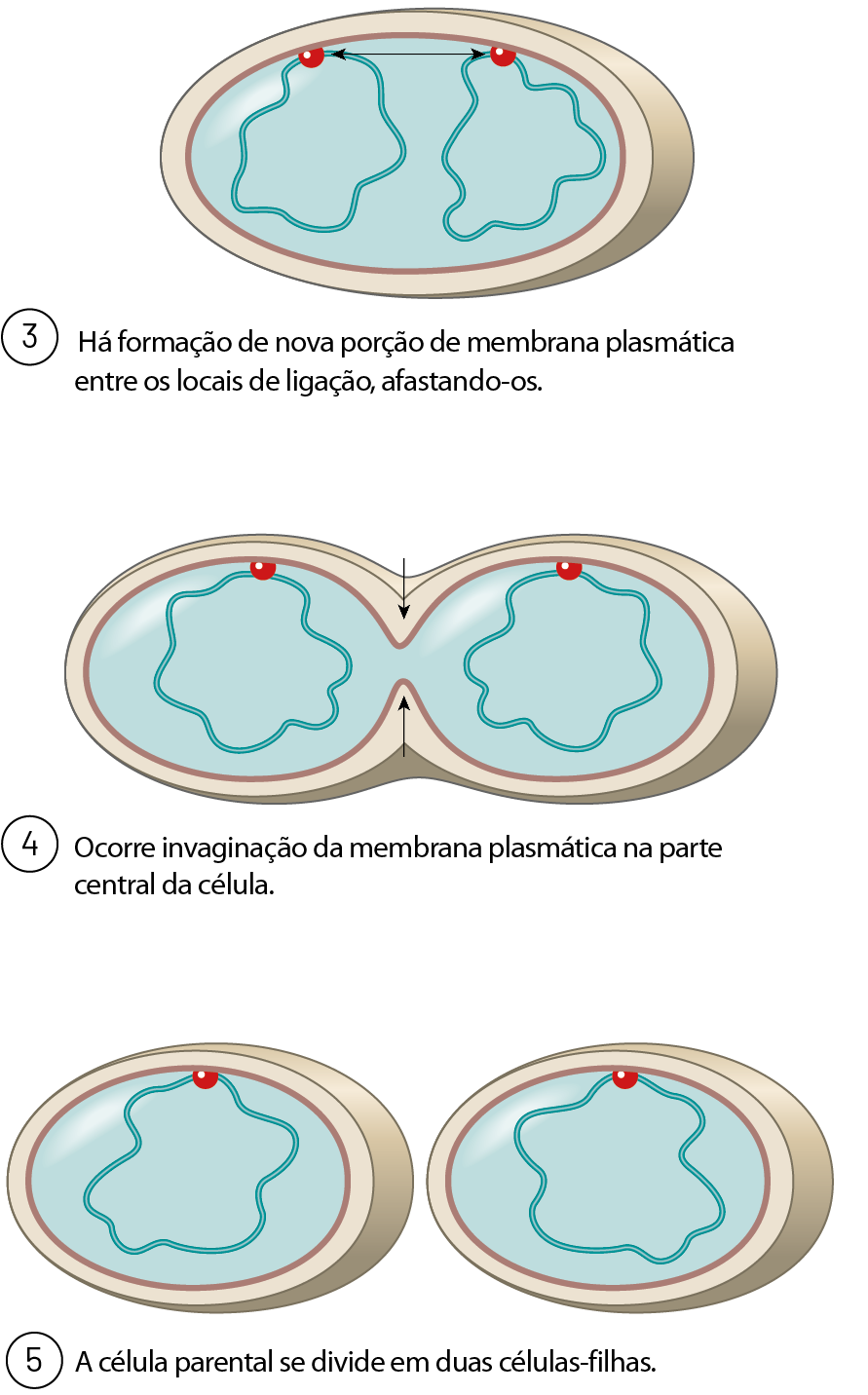 3. Há formação de nova porção de membrana plasmática entre os locais de ligação, afastando-os. Estrutura oval. Em seu interior, duas linhas circulares irregulares, com duas bolinhas vermelhas que encostam na camada vermelha da forma ovalada. Há uma seta dupla entre as bolinhas, apontando para elas. 4. Ocorre invaginação da membrana plasmática na parte central da célula. Duas estruturas ovais, juntas, lado a lado. O interior dessas duas estruturas está fundido. Há duas setas verticais, uma apontando para baixo e outra apontando para cima, na região em que elas estão  unidas. No interior de cada uma delas, uma linha circular irregular, com uma bolinha vermelha que encosta na camada vermelha da forma ovalada.  5. A célula parental se divide em duas células-filhas. Duas estruturas ovaladas separadas. No interior de cada uma delas, uma linha circular irregular, com uma bolinha vermelha que encosta na camada vermelha da forma ovalada.