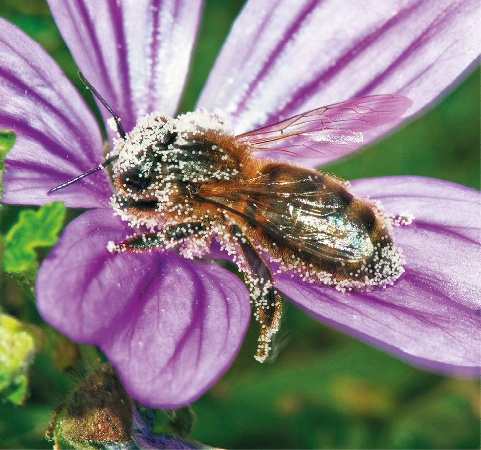 Fotografia. Abelha dentro de uma flor lilás. O corpo da abelha é amarelado, com listras pretas. Ela está com o corpo coberto por pequenas bolinhas claras.