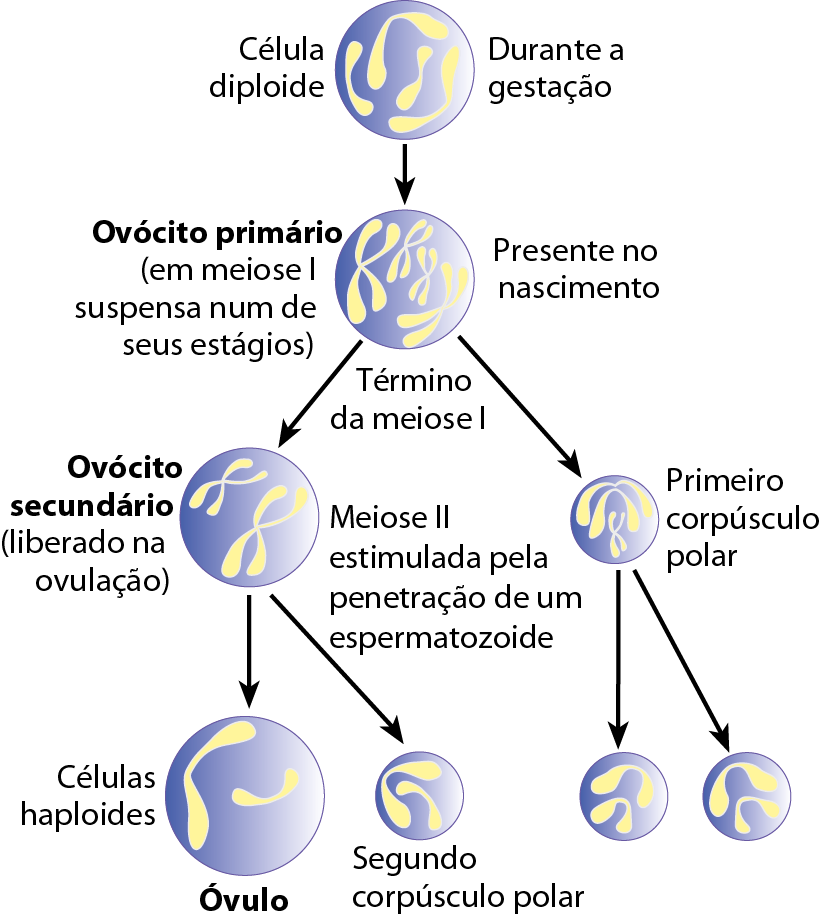 Ilustração. Esquema vertical. No topo, célula diploide durante a gestação (ilustração de um círculo, com formas alongadas e irregulares dentro) (seta) Ovócito primário (em meiose I suspensa num de seus estágios). Presente no nascimento. Término da meiose I. (ilustração de um círculo com quatro formas alongadas, ovaladas, cruzadas formando um xis) (seta) Ovócito secundário (liberado na ovulação). Meiose II estimulada pela penetração de um espermatozoide (ilustração de um círculo com duas formas alongadas, ovaladas, cruzadas formando um xis) (seta) Células haploides. Óvulo (ilustração de um círculo maior, com duas formas alongadas em seu interior). No topo, célula diploide durante a gestação (ilustração de um círculo, com formas alongadas e irregulares dentro) (seta) Ovócito primário (em meiose I suspensa num de seus estágios). Presente no nascimento. Término da meiose I. (ilustração de um círculo com quatro formas alongadas, ovaladas, cruzadas formando um xis) (seta) Ovócito secundário (liberado na ovulação). Meiose II estimulada pela penetração de um espermatozoide (ilustração de um círculo com duas formas alongadas, ovaladas, cruzadas formando um xis) (seta) Segundo corpúsculo polar. (ilustração de um círculo menor, com duas formas alongadas em seu interior). No topo, célula diploide durante a gestação (ilustração de um círculo, com formas alongadas e irregulares dentro) (seta) Ovócito primário (em meiose I suspensa num de seus estágios). Presente no nascimento. Término da meiose I. (ilustração de um círculo com quatro formas alongadas, ovaladas, cruzadas formando um xis) (seta) Primeiro corpúsculo polar (ilustração de um círculo com duas formas alongadas, cruzadas e curvadas), duas setas, partem para dois círculos, cada um com duas formas alongadas em seu interior.