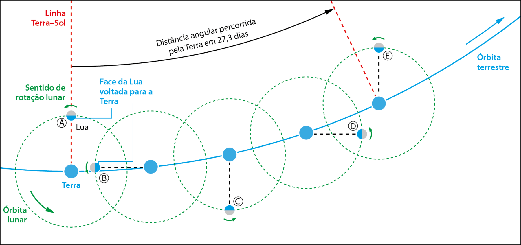 Ilustração. Ponto A. À esquerda, Terra, representada por uma bolinha azul. Uma linha curva passando sobre ela indica a órbita terrestre, com uma seta para a direita. Acima da Terra, a Lua, representada por uma bolinha metade azul, metade cinza. Em azul é a face da Lua voltada para a Terra. A órbita lunar é representada por um círculo pontilhado ao redor da Terra, com uma seta indicando o sentido anti-horário. Na mesma direção da Terra e da Lua, verticalmente, há uma linha tracejada vermelha, indicando Linha Terra-Sol. No ponto B a Lua está à esquerda do planeta. No ponto C a Lua está abaixo. No ponto D ela está à direita. E no ponto E ela quase retorna à posição inicial no ponto A. Entre A e E há a indicação: distância angular percorrida pela Terra em 27,3 dias.