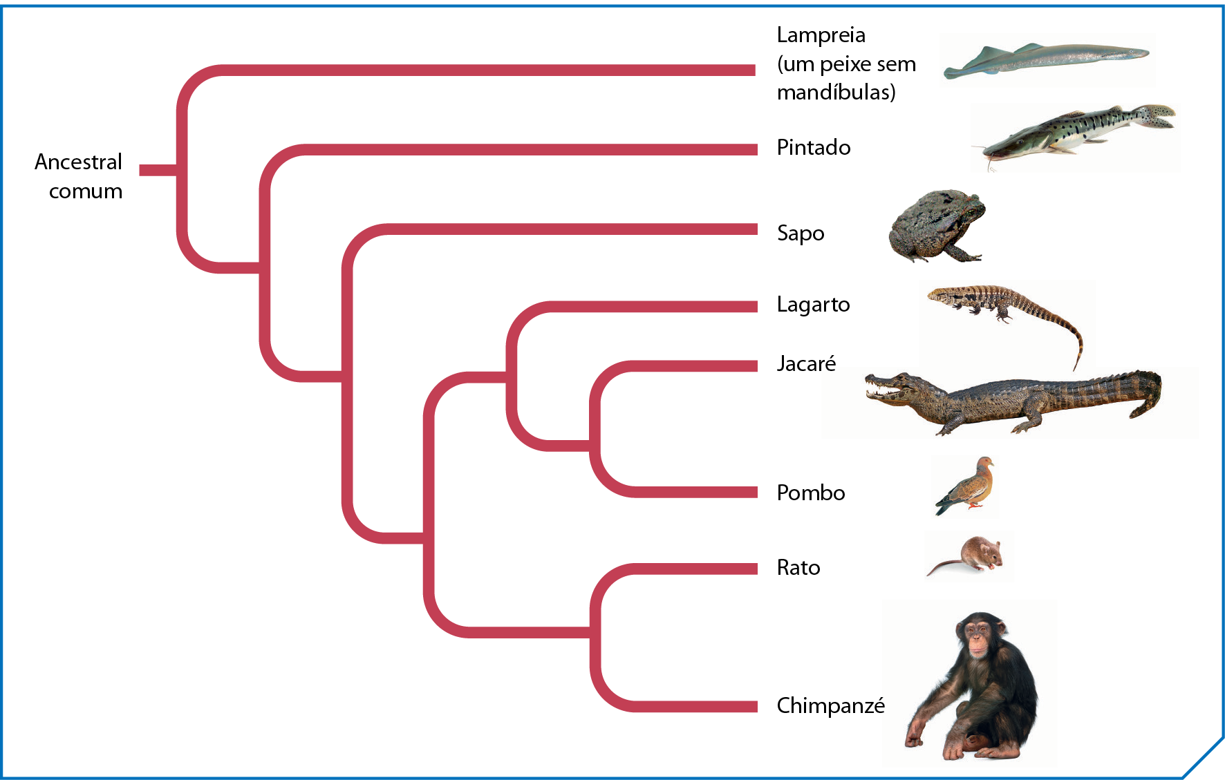 Cladograma. Ancestral comum. Ramos divide em dois, sendo que um deles chega aos dias atuais:  Lampreia (um peixe sem mandíbulas). O outro ramo divide em dois, um deles chega aos dias atuais: Pintado. O outro ramo divide em dois, um deles chega aos dias atuais: Sapo. O outro ramo divide em dois, um divide em dois novamente e um deles chega aos dias atuais: Lagarto. o outro ramo divide em dois: um ramo chega aos dias atuais: Jacaré; o outro também chega aos dias atuais: pombo. O outro ramo divide em dois; um chega aos dias atuais: rato; o outro também chega aos dias atuais: chimpanzé.