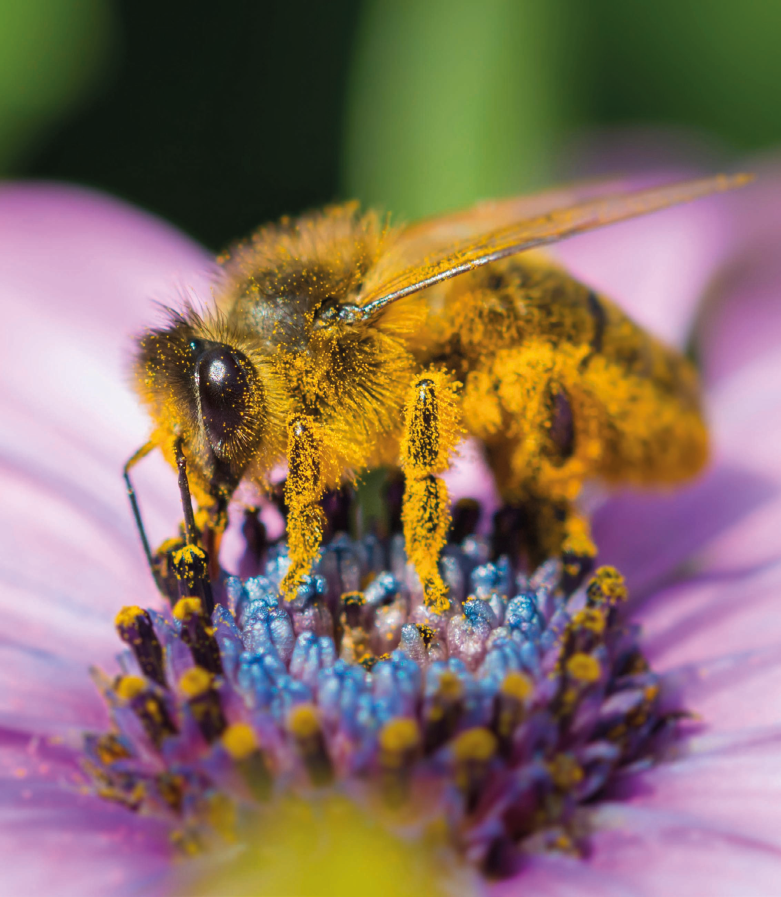 Fotografia. Abelha com o corpo e as asas cobertos por pó amarelo. Ela está sobre uma flor roxa.