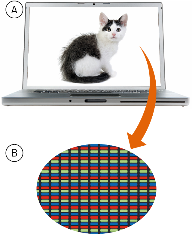 Fotografia A. Um notebook aberto. Na tela, imagem de filhote de gato preto e branco em um fundo branco. Uma seta sai do fundo branco da imagem e segue até ilustração B, imagem ampliada da tela do computador mostrando fileiras de retângulos vermelhos, verdes e azuis.