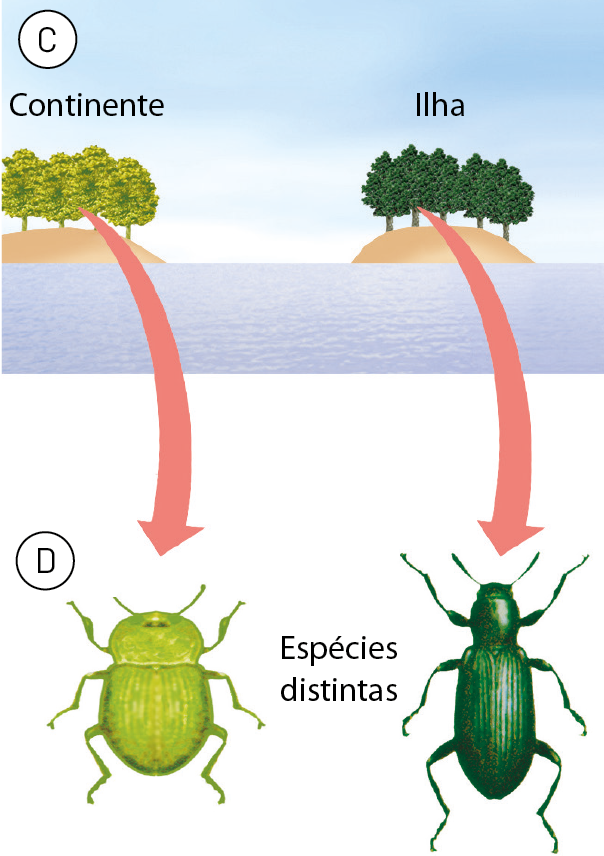 Esquema C. Desenho de árvores com folhagem mais clara no continente e árvores com folhagem mais escura em uma ilha. Esquema D. Do continente, seta para inseto verde claro, com corpo mais robusto e largo. Da ilha, seta para inseto verde escuro, com corpo fino e comprido. Espécies distintas.