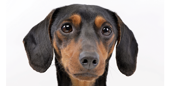 Cachorro pequeno preto com algumas manchas em caramelo na cara. Orelhas grandes e baixas.