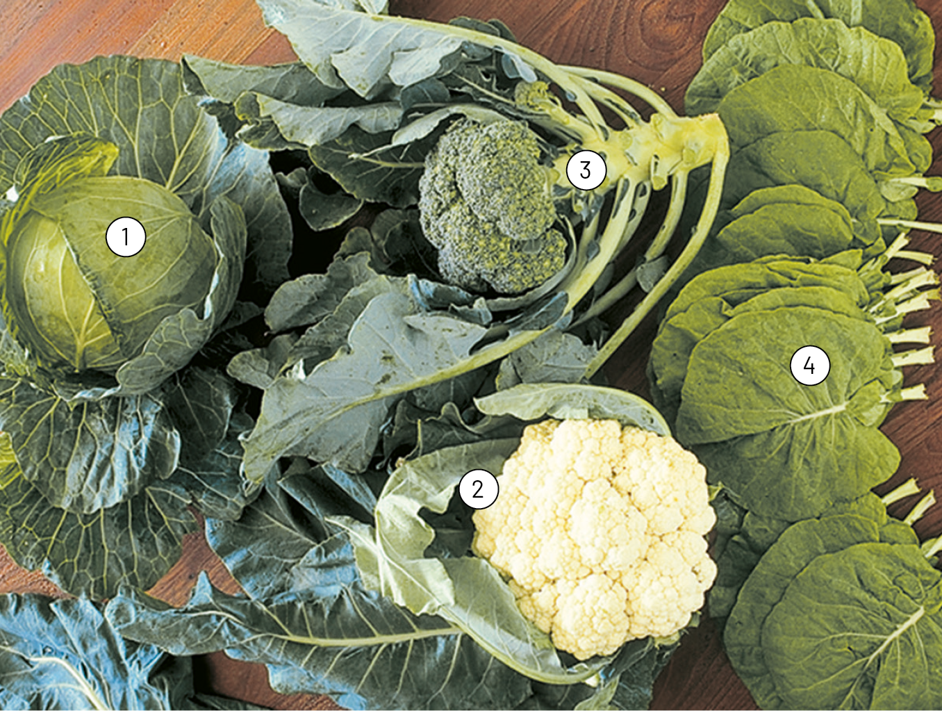 Fotografia. Variedade de vegetais em cima de uma mesa. 1: repolho, vegetal com folhas verdes em camadas, formando uma bola. 2: couve-flor, folhas verdes ao redor de uma inflorescência branca em forma de buquê. 3: brócolis, folhas verde ao redor de uma inflorescência verde em forma de buquê. 4: couve, folhas verdes largas e arredondadas.