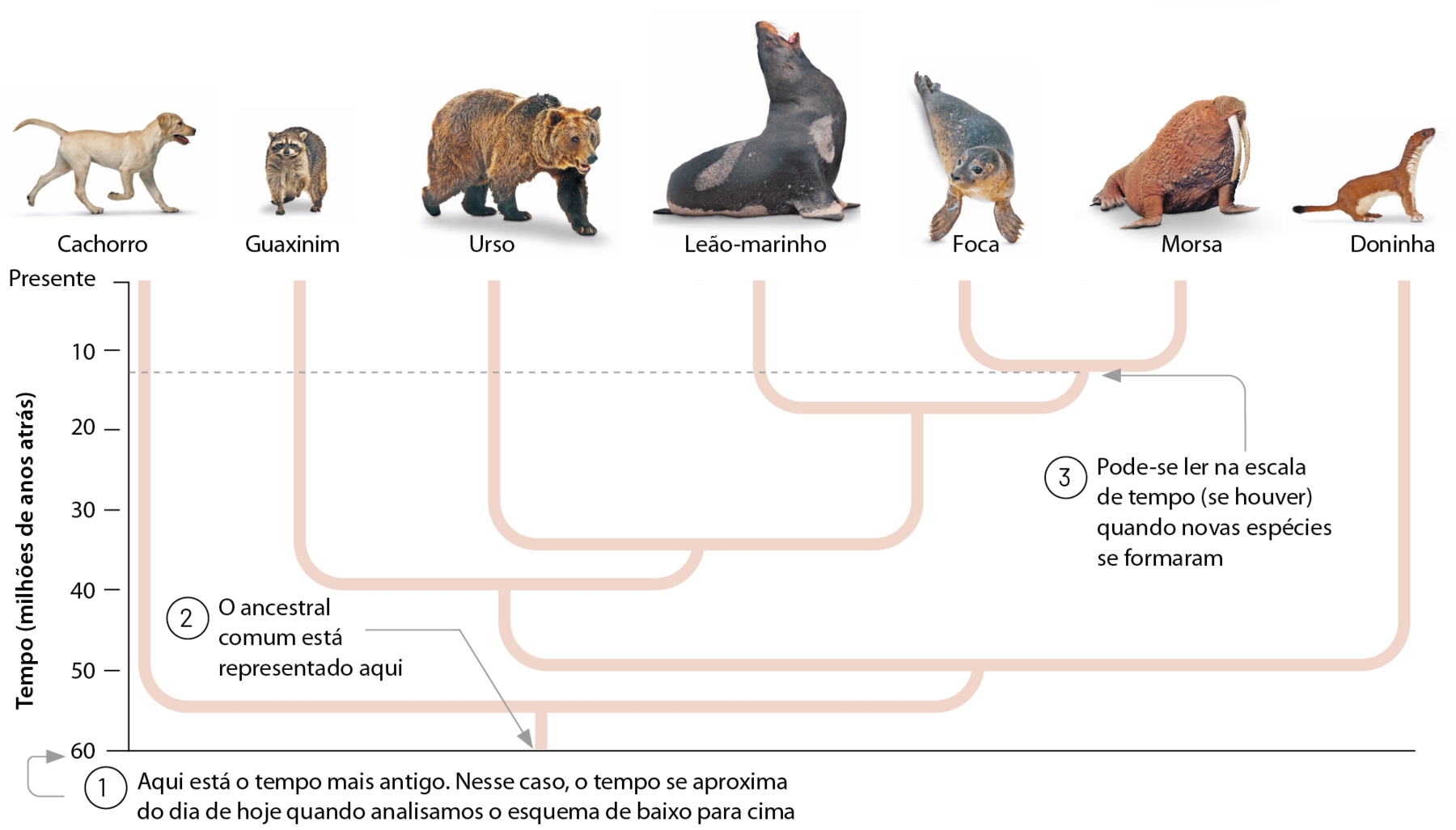 Cladograma. Exemplo de árvore filogenética vertical. Na vertical, tempo (milhões de anos atrás): 60, 50, 40, 30, 20, 10, presente. Em 60 milhões de anos: 1. Aqui está o tempo mais antigo. Nesse caso, o tempo se aproxima do dia de hoje quando analisamos o esquema de baixo para cima. Na base da árvore filogenética: 2. O ancestral comum está representando aqui. Na bifurcação de um ramo em dois: 3. Pode-se ler na escala de tempo (se houver) quando novas espécies se formaram. Nas extremidades dos ramos, desenho de animais: cachorro, guaxinim, urso, leão-marinho, foca, morsa, doninha.