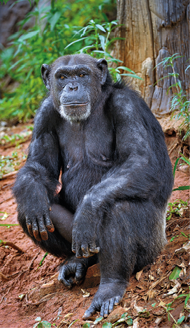 Fotografia. Chimpanzé sentado no solo de uma floresta.