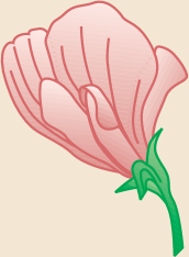 Imagem de flor com pétalas vermelhas.