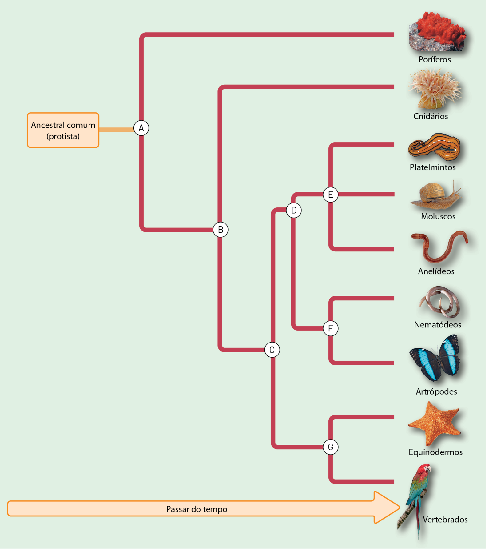 Cladograma. Seta da esquerda para a direita indicando o passar do tempo. Ancestral comum (protista), ponto A. Esse ramos divide-se em dois; um chega aos dias atuais: poríferos. Na base do outro ramo, letra B, que divide-se em dois, um deles chega aos dias atuais: cnidários. O outro ramos divíde-se em dois no ponto C. Um ramo divide-se em dois, no ponto D. Um ramo divide-se em três no ponto E e chegam aos dias atuais: platelmintos, moluscos e anelídeos. O outro ramo que sai de D, divide-se em dois no ponto F, e ambos chegam aos dias atuais: nematódeos e artrópodes. Do ponto C, um ramo divide-se em dois no ponto G e os dois ramos chegam aos dias atuais: equinodermos e vertebrados.