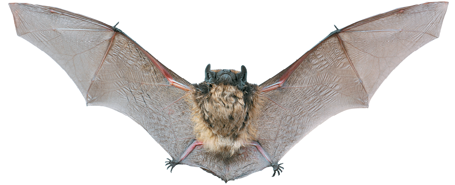 Fotografia. Morcego com as asas abertas.