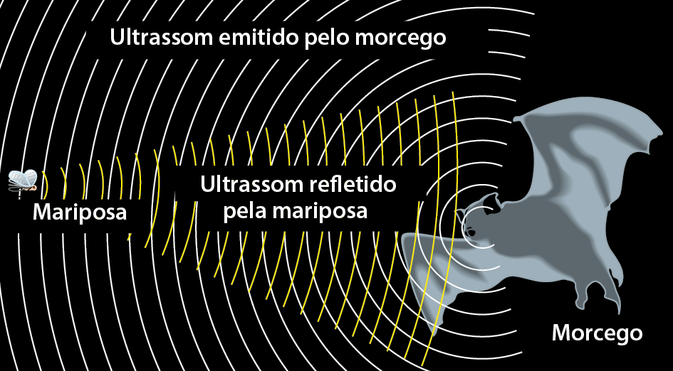 Esquema. Um morcego voando. Ao redor dele, círculos concêntricos brancos que partem do morcego e vão aumentando à medida que se distanciam do animal, representando o ultrassom emitido pelo morcego. Para a esquerda, uma mariposa. Dela, partem ondas amarelas que vão aumentando até chegar no morcego, representando o ultrassom refletido pela mariposa.