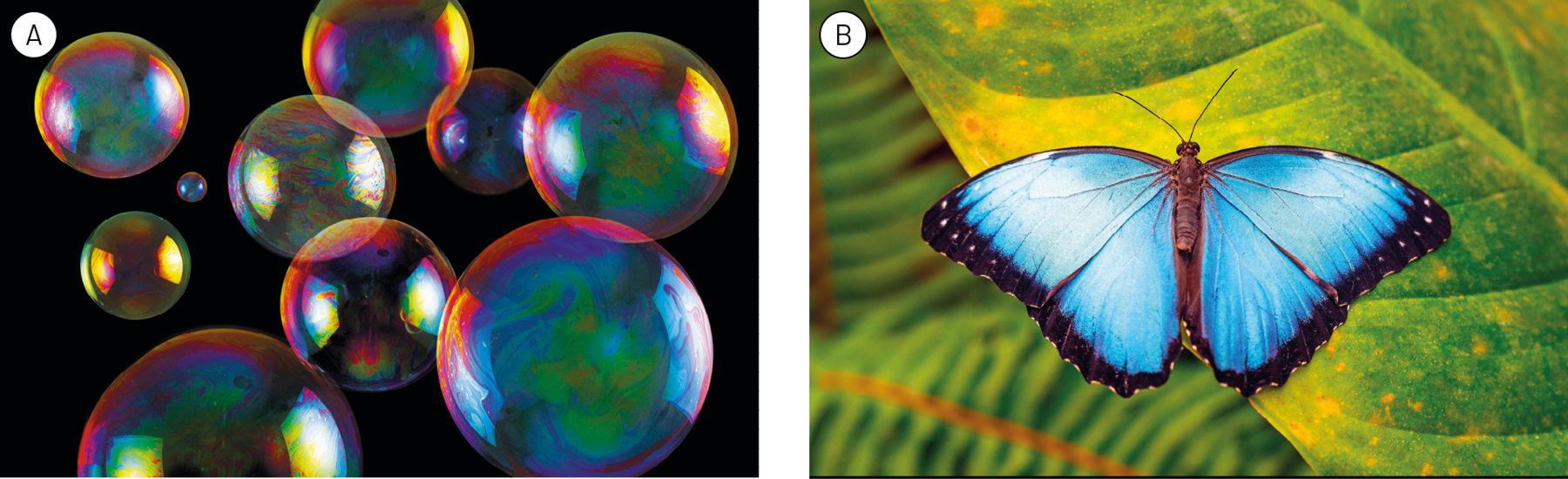 Fotografia A. Bolas de sabão com a superfície multicolorida. Fotografia B. Borboleta de asas azuis e bordas pretas sobre uma folha.