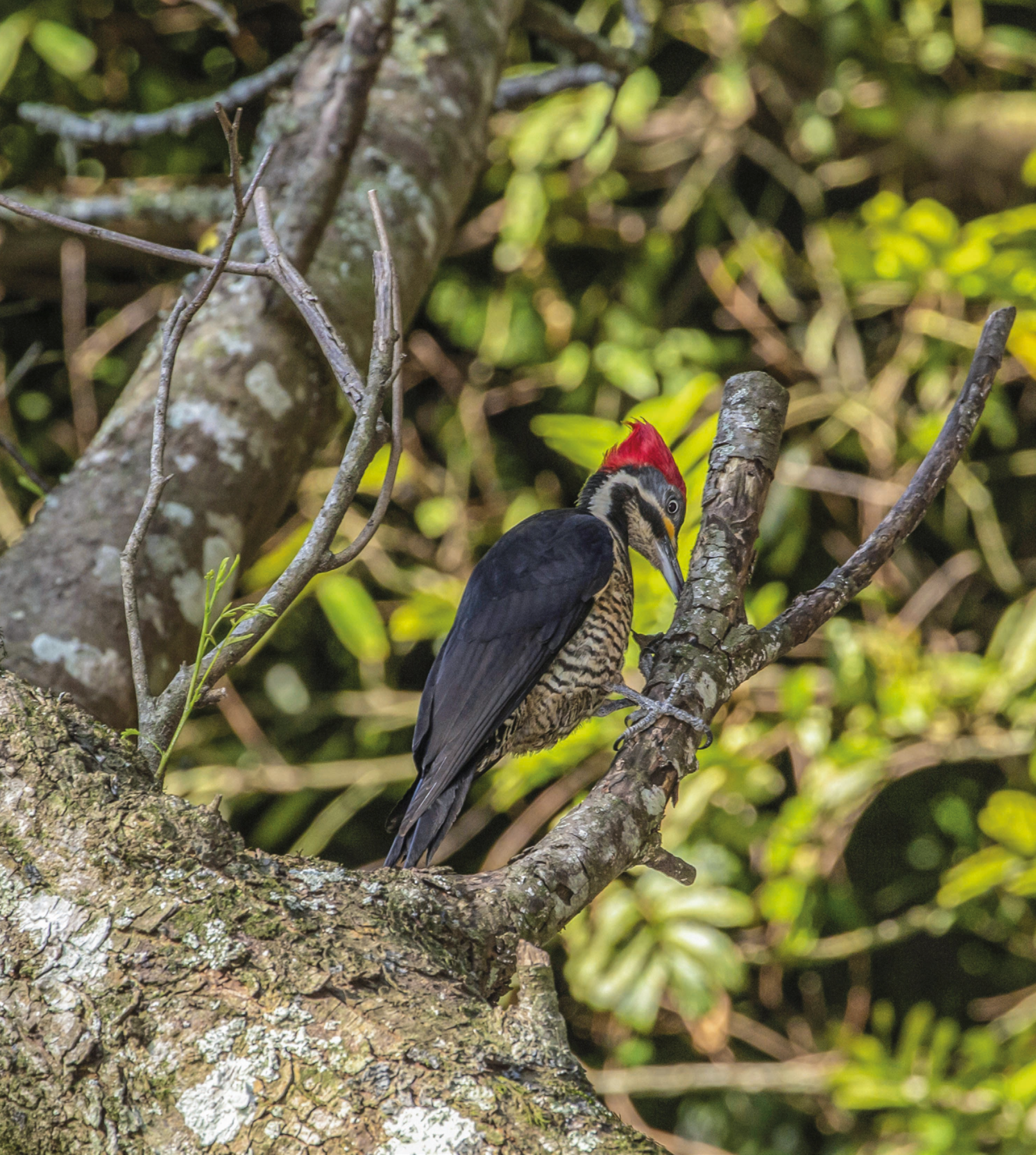 Fotografia. Ave com penas pretas nas asas e vermelhas no topo da cabeça. Ele está empoleirado em um galho de árvore e está com o bico no galho.