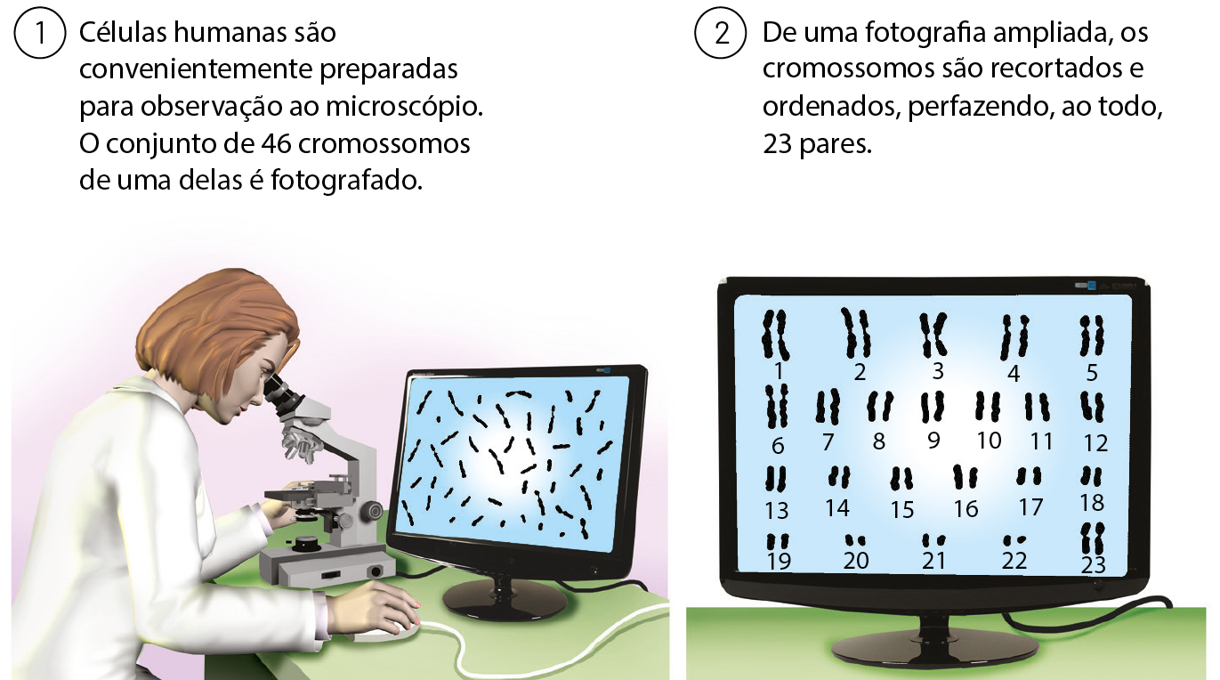 Esquema. 1: Células humanas são convenientemente preparadas para observação ao microscópio. O conjunto de 46 cromossomos de uma delas é fotografado. Ilustração de mulher de cabelo curto castanho, veste jaleco branco. Está observando um microscópio. Ao lado, uma tela de computador com cromossomos espalhados. 2: De uma fotografia ampliada, os cromossomos são recortados e ordenados, perfazendo, ao todo, 23 pares. Ilustração de tela do computador com 23 pares de cromossomos, ordenados pelo tamanho, do maior para o menor, sendo o par 23º, cromossomos sexuais.