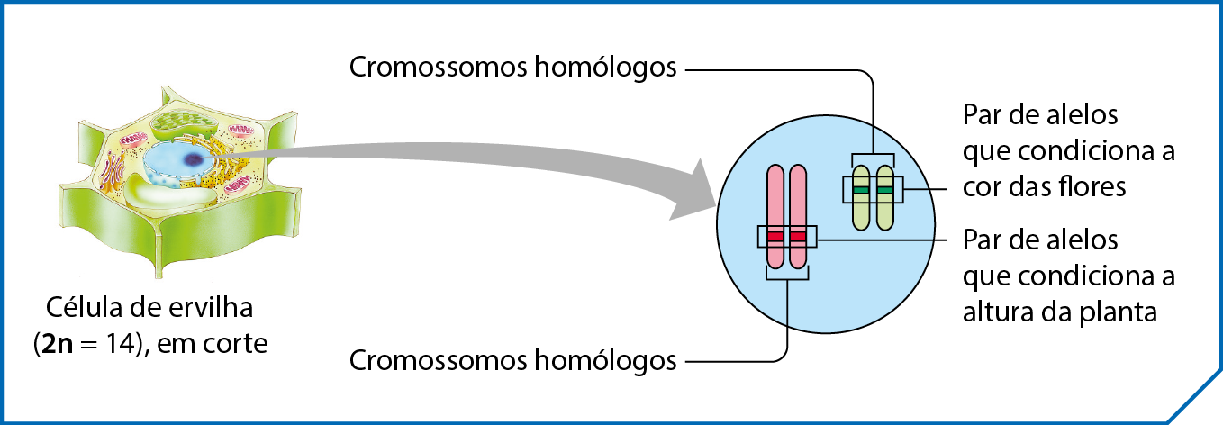 Esquema. Ilustração de uma célula de ervilha (2n = 14), em corte. Ao lado, destaque para o núcleo indicando dois pares de cromossomos homólogos, um par rosa destacando par de alelos que condiciona a altura da planta e um par verde destacando par de alelos que condiciona a cor das flores.