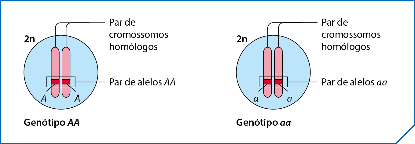 Esquema. Genótipo A maiúsculo A maiúsculo, Célula 2n. Desenho de estrutura redonda com dois bastões no interior, representando o par de cromossomo homólogos. Duas faixas rosa, uma em cada bastão, representando o par de alelos A maiúsculo A maiúsculo. Ao lado, genótipo a minúsculo a minúsculo, Célula 2n. Desenho de estrutura redonda com dois bastões no interior, representando o par de cromossomo homólogos. Duas faixas rosa, uma em cada bastão, representando o par de alelos a minúsculo a minúsculo.