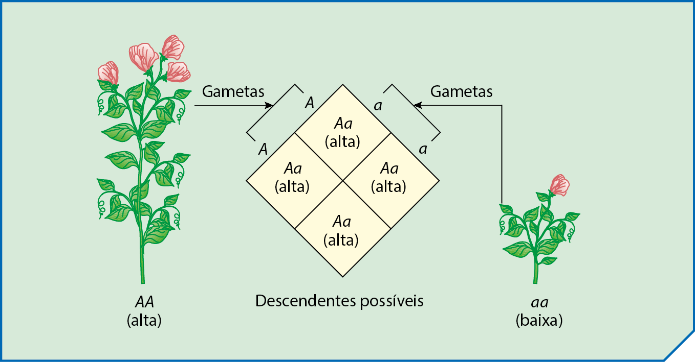 Esquema. Quadro do cruzamento entre uma planta alta (genótipo A maiúsculo A maiúsculo) e uma planta baixa (genótipo a minúsculo a minúsculo).  A planta alta produz gametas A maiúsculo. A planta baixa produz gametas a minúsculo. Os genótipos dos descendentes possíveis são A maiúsculo a minúsculo, o que resultam em plantas altas.