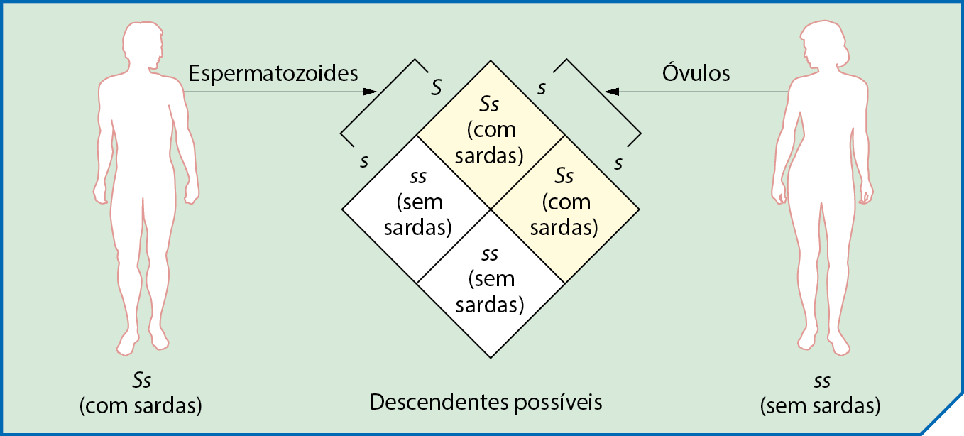 Esquema. À esquerda, silhueta de um homem indicando genótipo S maiúsculo s minúsculo (com sardas), e espermatozoides S maiúsculo e s minúsculo. À direita, silhueta de mulher indicando genótipo s minúsculo s minúsculo (sem sardas), e óvulos s minúsculo. No centro, quadro indicando os genótipos e fenótipos de descendentes possíveis: S maiúsculo s minúsculo (com sardas); S maiúsculo s minúsculo (com sardas), s minúsculo s minúsculo (sem sardas), s minúsculo s minúsculo (sem sardas).