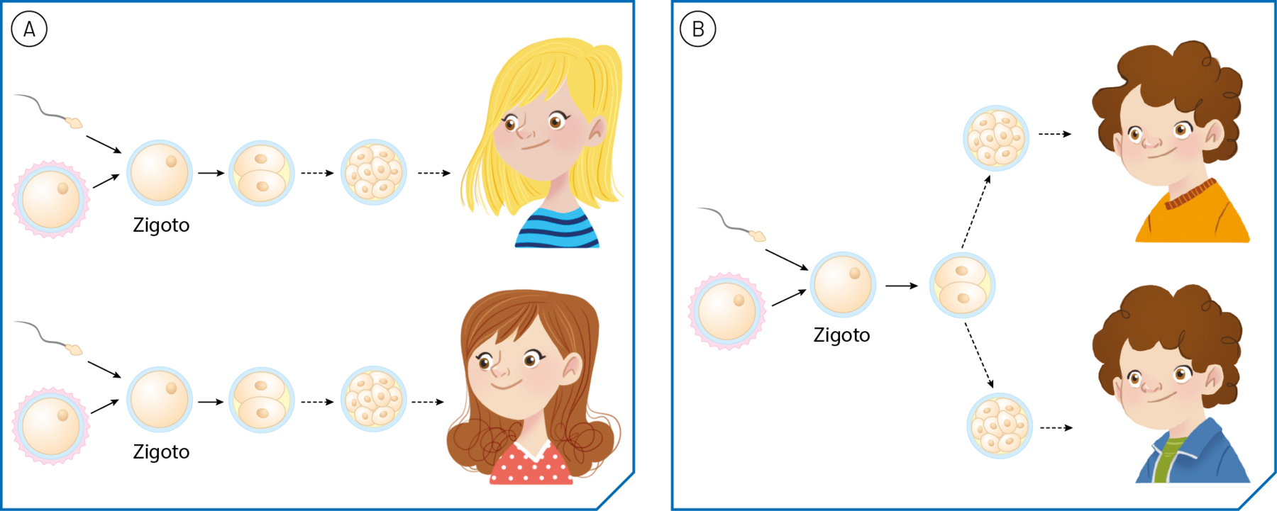 Esquema A. Óvulo e espermatozoide se unem em zigoto, seguido por multiplicação celular, resultando menina de cabelo loiro. Abaixo, óvulo e espermatozoide se unem em zigoto, seguido por multiplicação celular, resultando em menina de cabelo castanho. Esquema B. Óvulo e espermatozoide se unem em zigoto, seguido por divisão celular que resulta em dois conjuntos de células. Cada um dos conjuntos resultam em um garoto com cabelo castanho.