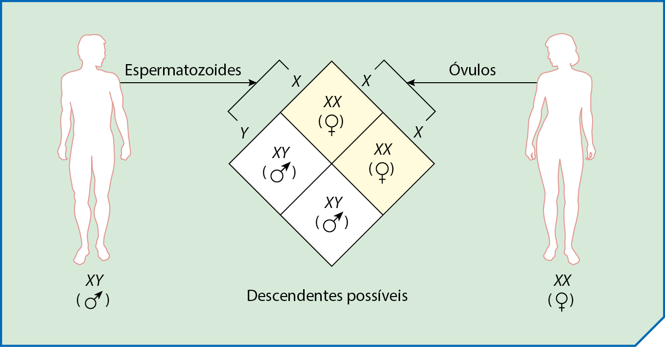 Esquema. À esquerda, silhueta de um homem (XY) indicando espermatozoides X e Y. À direita, silhueta de mulher indicando óvulos X. No centro, quadro indicando os genótipos e fenótipos de descendentes possíveis: XX (feminino); XX (feminino); XY (masculino) XY (masculino).
